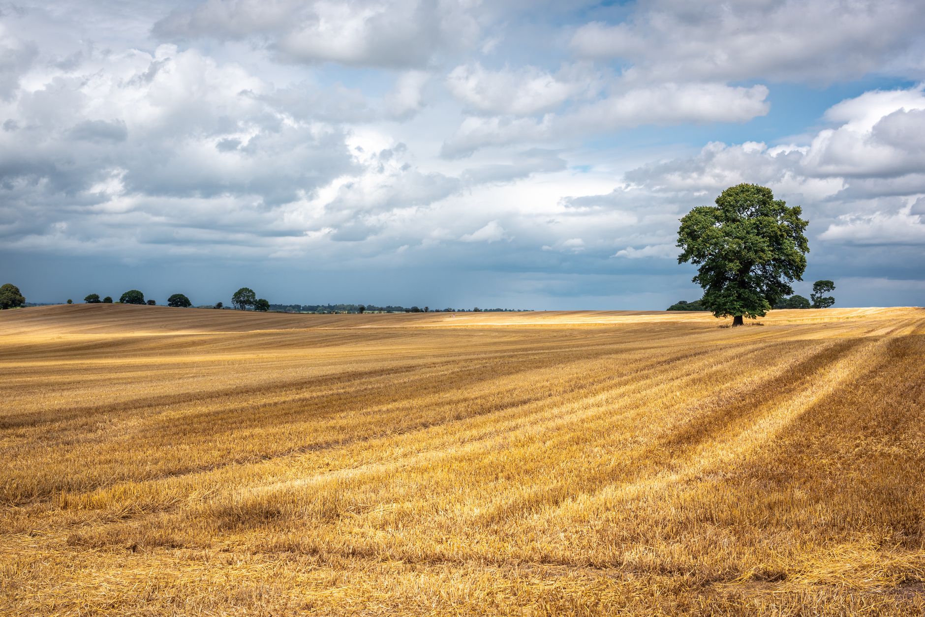 Valoarea producției agricole a crescut la 115,75 miliarde lei în anul 2025, conform datelor INS