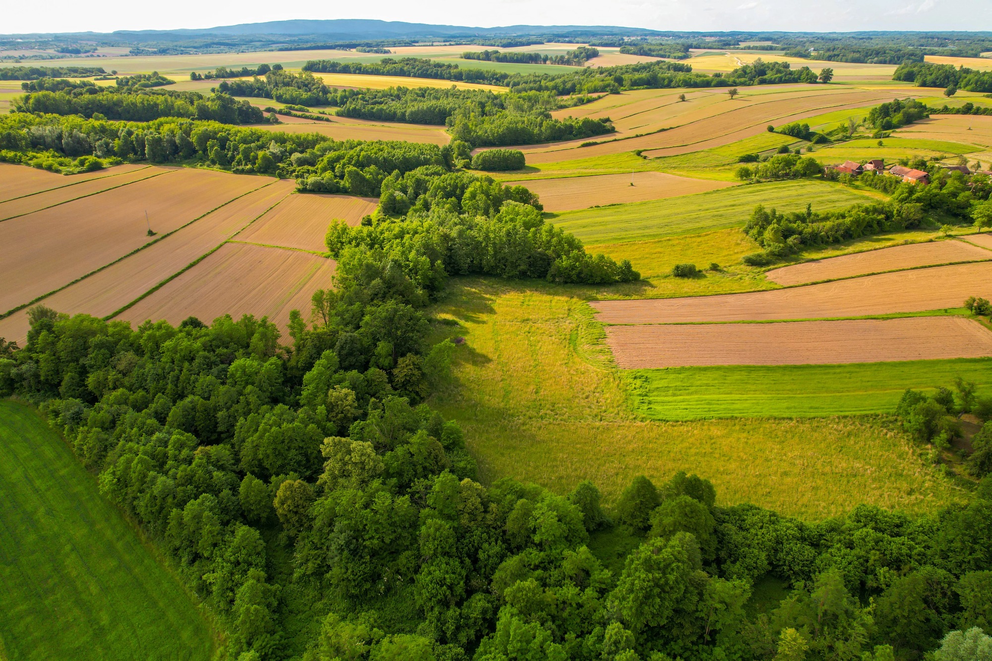 Valoarea producției agricole din România a ajuns la 115,7 miliarde de lei în 2025