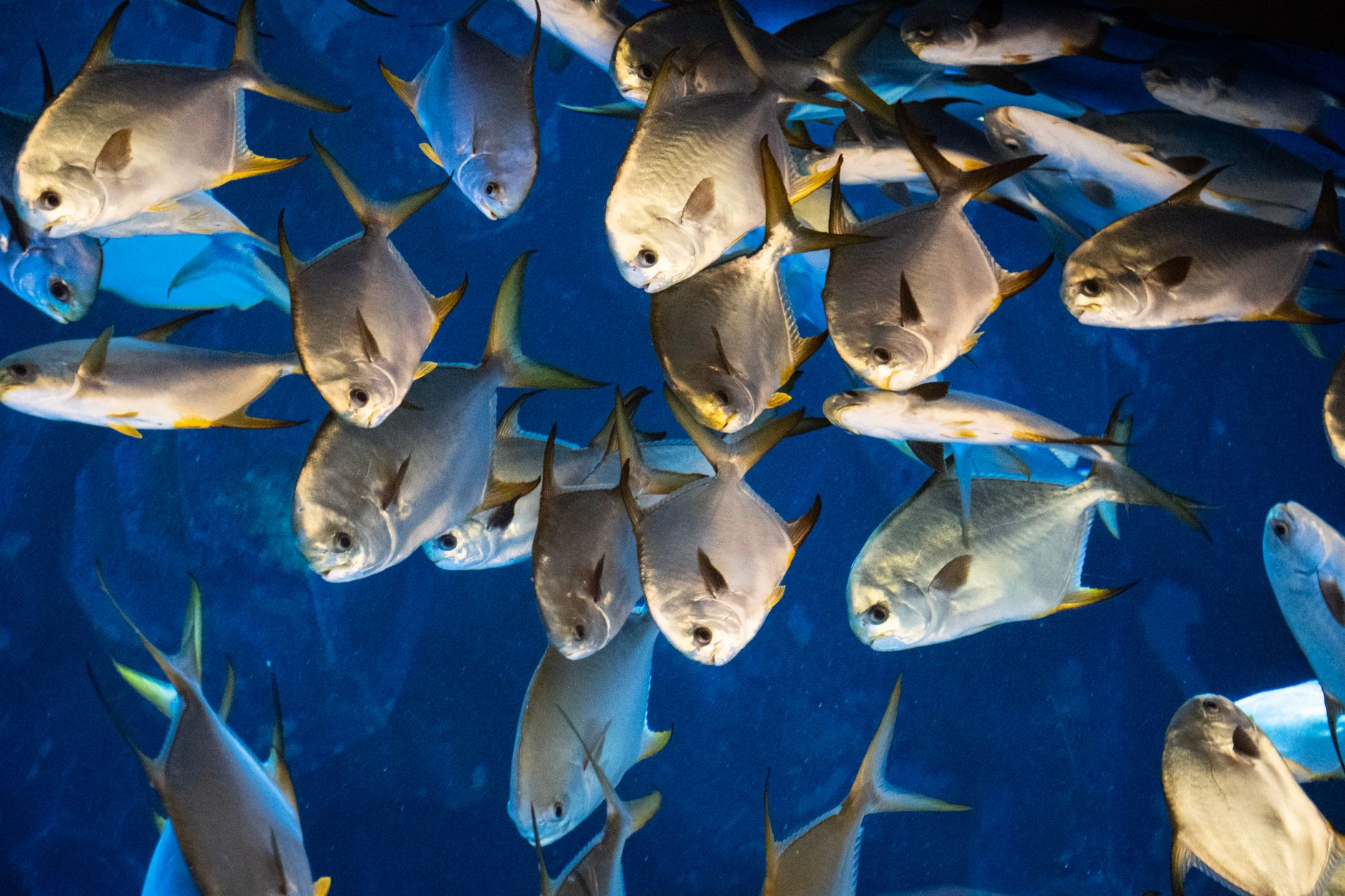 Marii producători de somon din Europa introduc subproduse de pui în hrana peștilor pentru reducerea costurilor