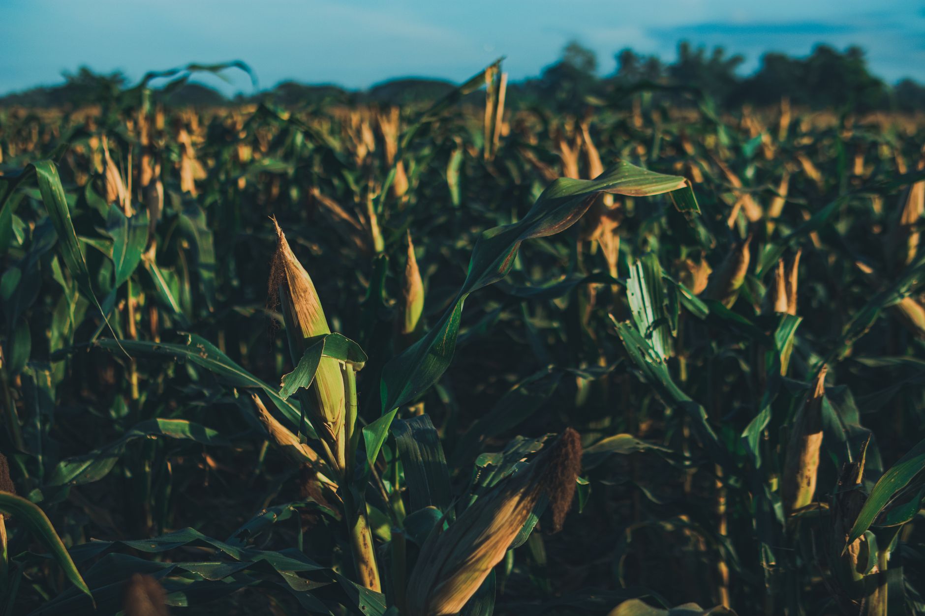 Evaluare favorabilă EFSA pentru un porumb modificat genetic cu patru caracteristici agricole