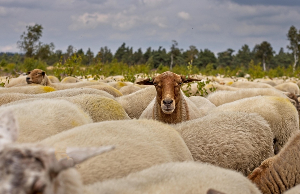 Comisia Europeană a aprobat planul pentru reluarea exporturilor de ovine și caprine din România