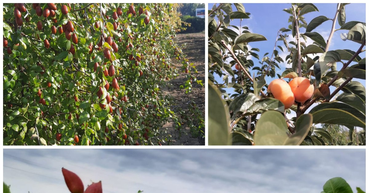 Specii agricole rezistente la arșiță: Stațiunea Dăbuleni testează noi modele de afaceri pentru fermieri