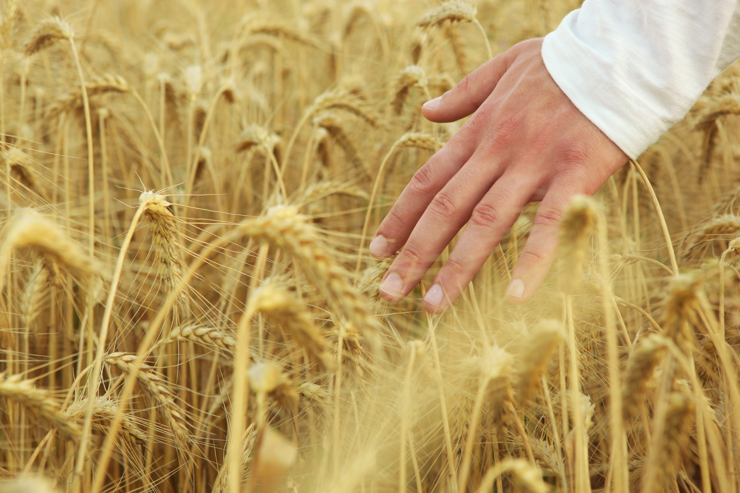 Sectorul agricol are nevoie de un miliard de lei până la finalul anului pentru finanțarea măsurilor de sprijin