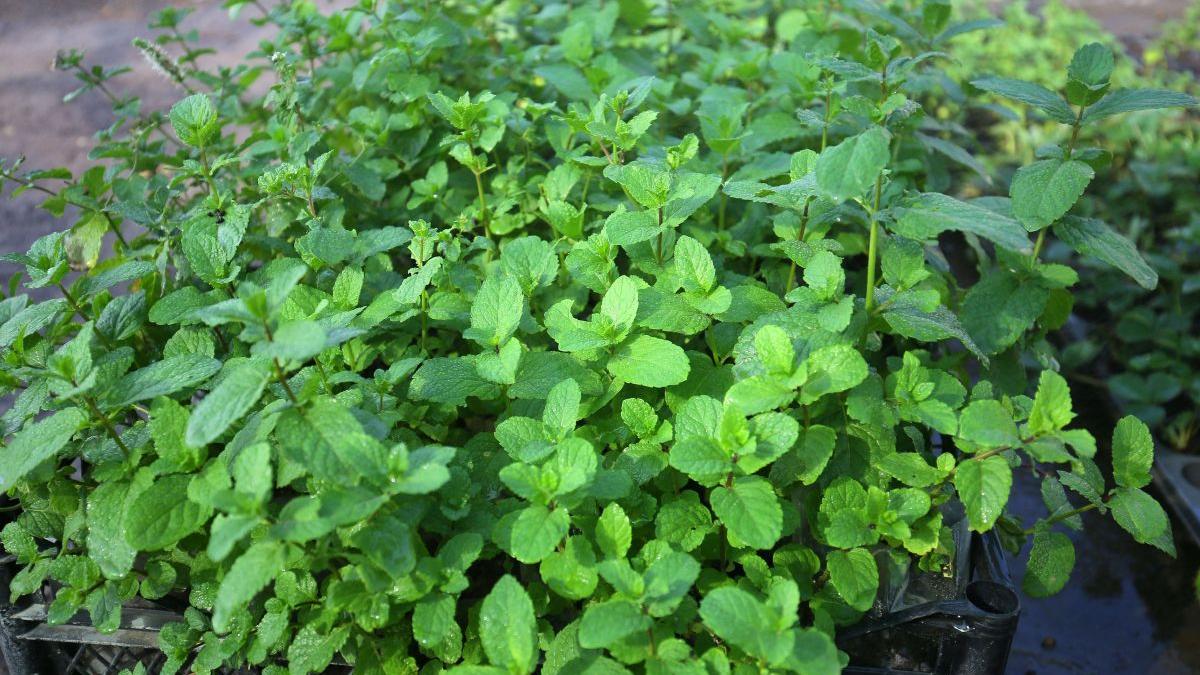Cultivarea mentei în Serbia generează profituri de 7.000 de euro pe hectar