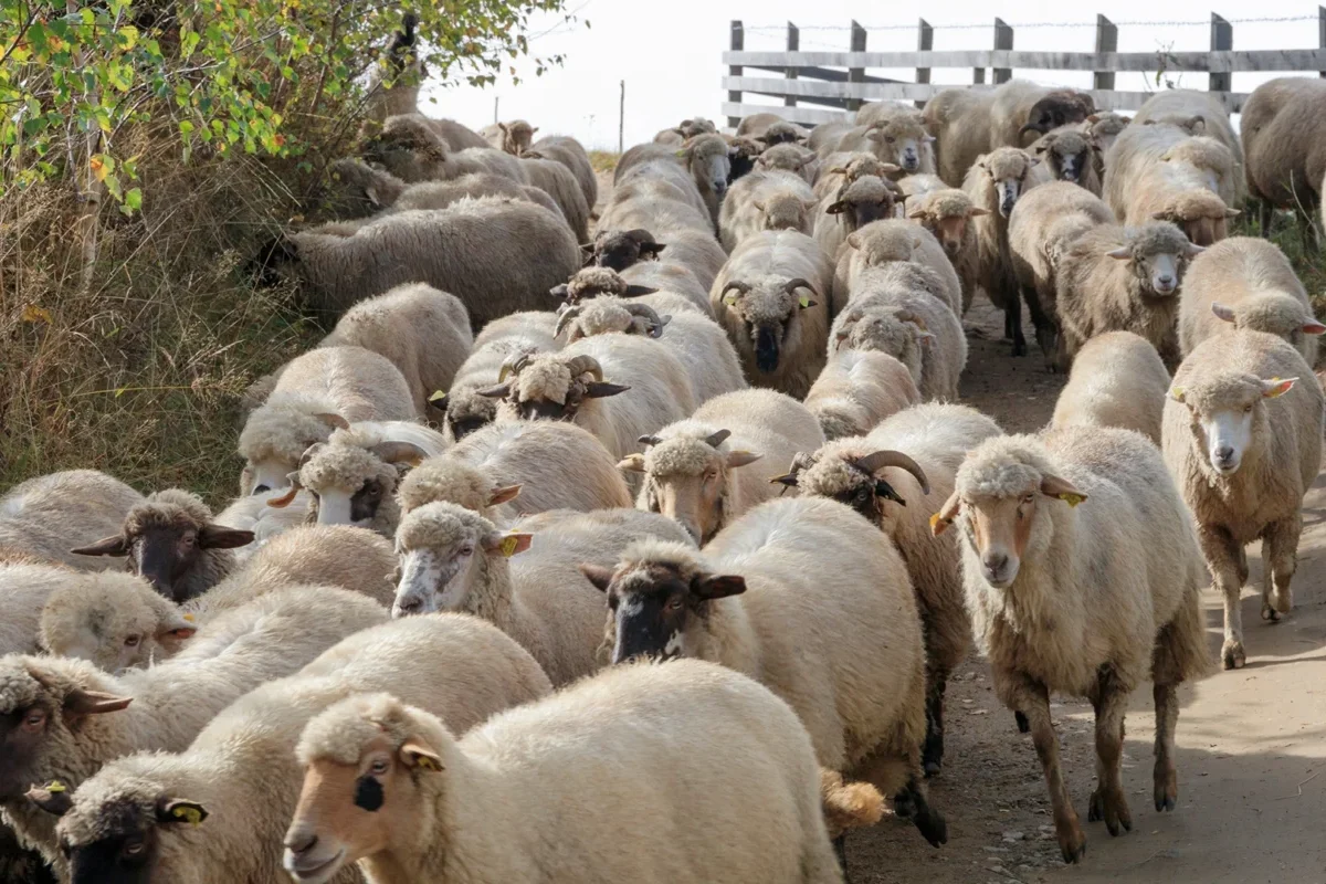 România continuă demersurile diplomatice pentru reluarea exporturilor de ovine și caprine