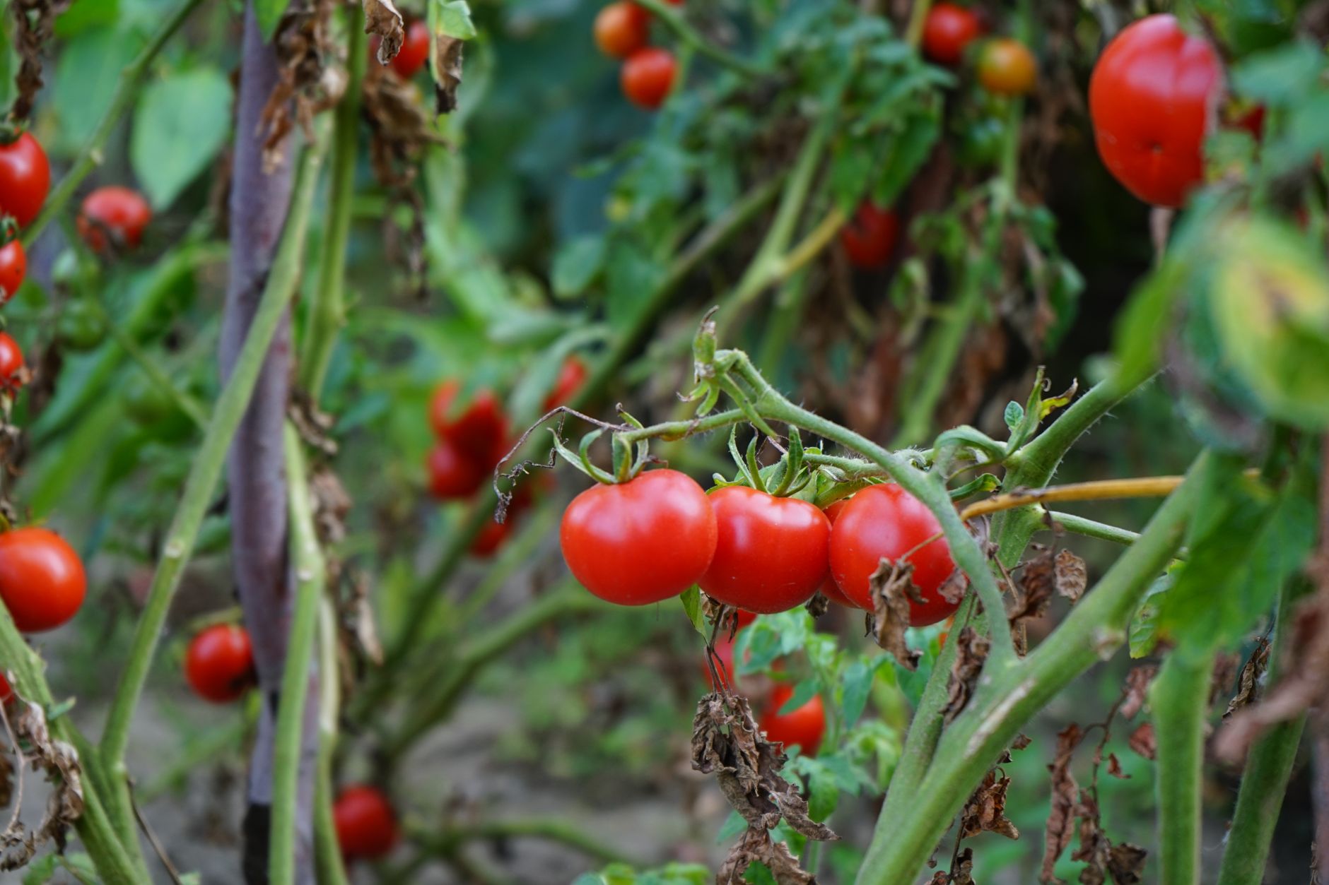 Francesco Mutti conduce un business de 777 de milioane de euro prin strategia calității în industria tomatelor