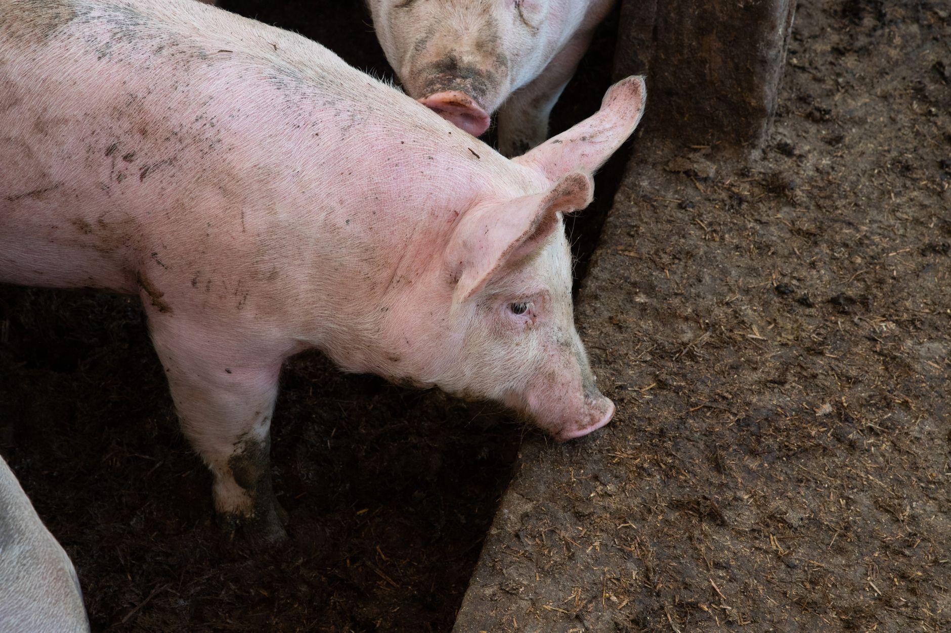 Recuperarea nutrienților din dejecțiile zootehnice: o soluție pentru reducerea costurilor cu fertilizanții