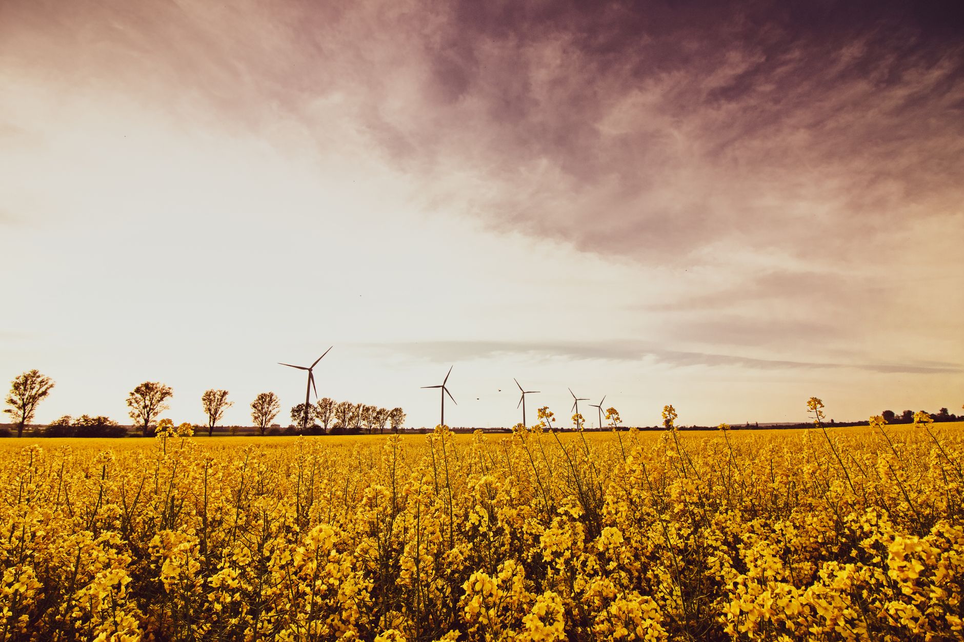 Producția de biocombustibili ar putea crește cu 70% până în 2030 sub presiunea crizei energetice