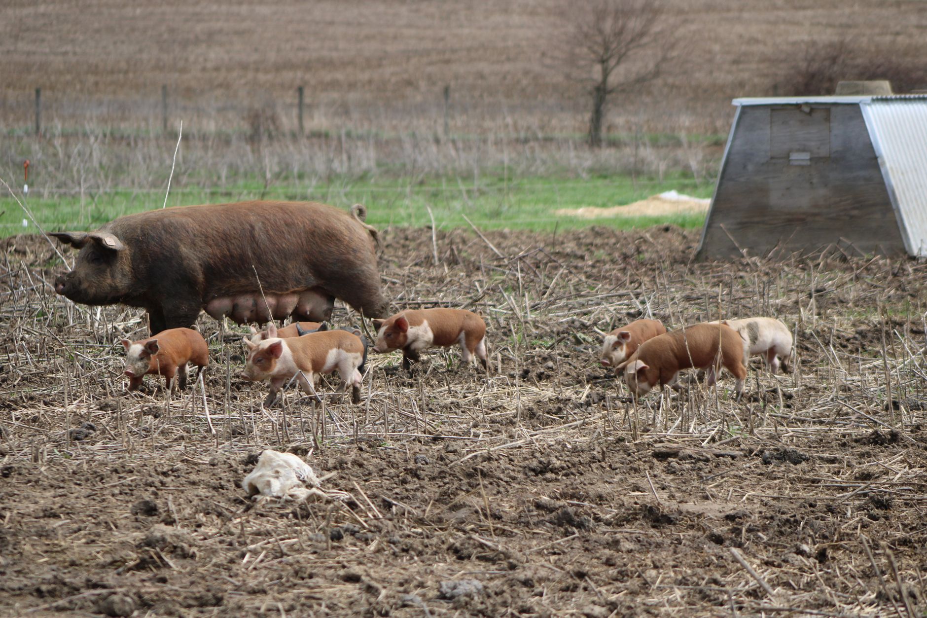 Comisia Europeană aprobă 11 milioane de euro pentru crescătorii de porci din România