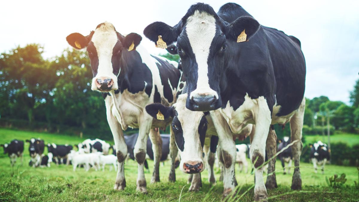 Comisia Europeană aprobă 52 de milioane de euro pentru crescătorii de bovine din România