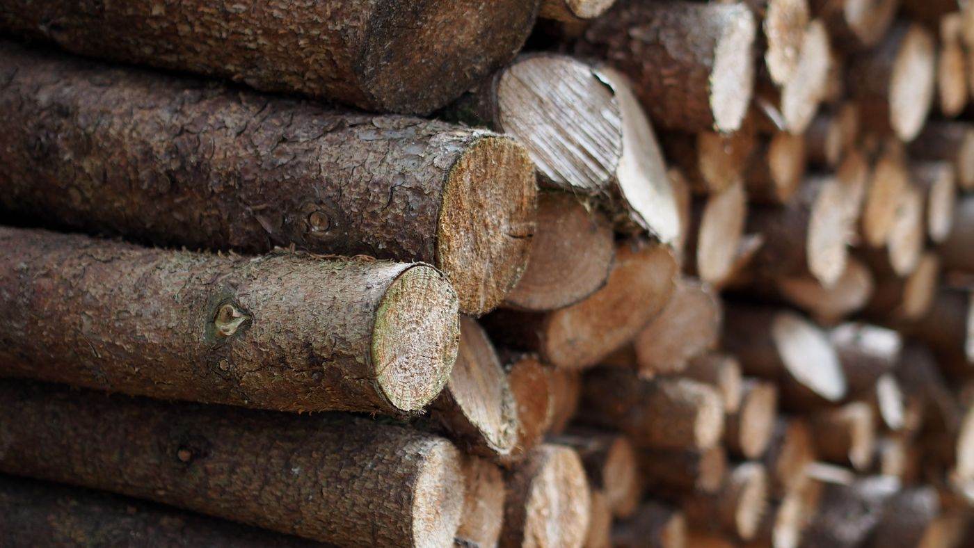 Exploatarea forestieră a înregistrat o creștere de 7,5% în 2025, conform datelor INS