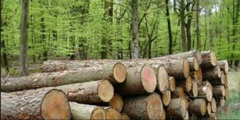 Volumul de lemn exploatat în 2025 a crescut cu 7,5% față de anul precedent, conform datelor INS