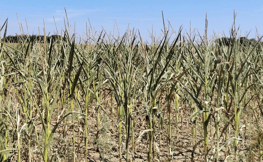 Estimări de miliarde de euro pentru pierderile agricole din UE cauzate de secetă și caniculă