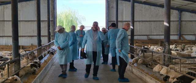 Exporturile de ovine în Libia: Certificatele sanitare ar putea fi parafate în această săptămână