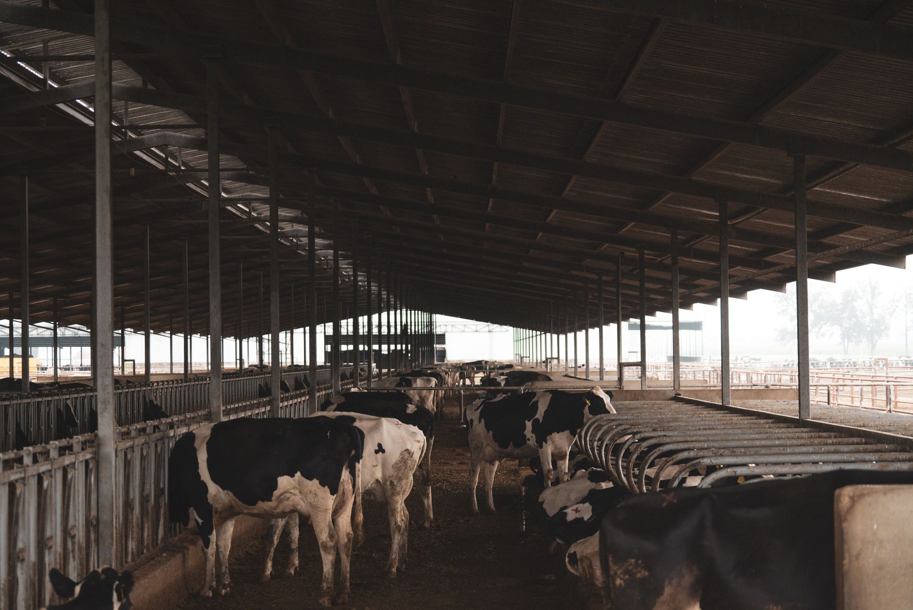 Noile norme UE privind emisiile în fermele de porci și păsări intră în vigoare treptat începând cu 2030