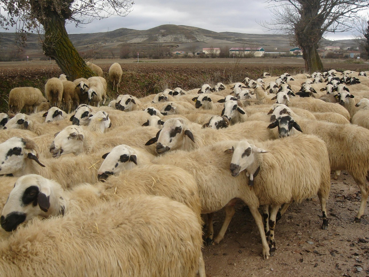 Reluarea exporturilor de produse de origine animală în Libia, după semnarea certificatelor sanitar-veterinare