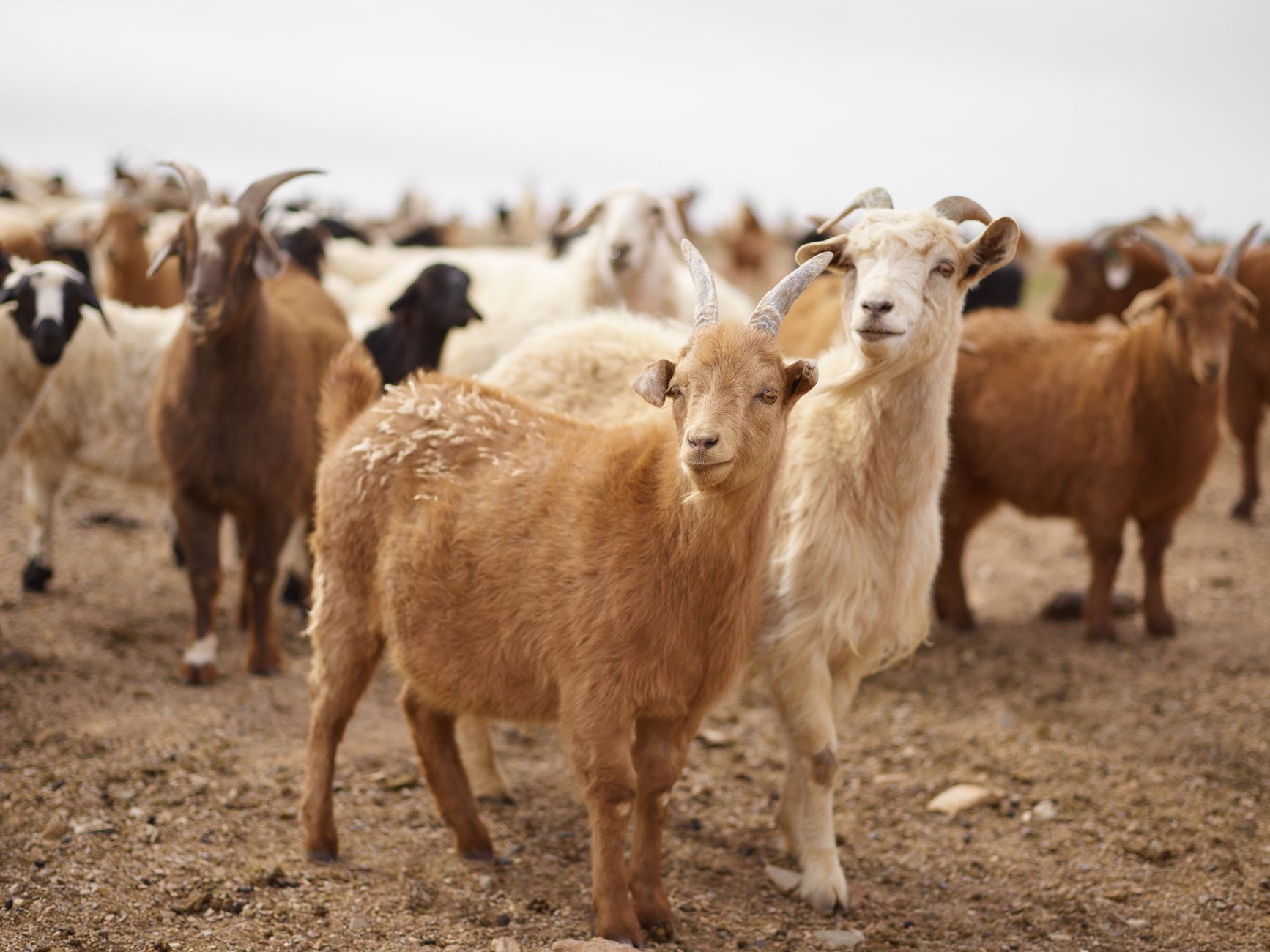 Reluarea exporturilor de produse agroalimentare către Libia: au fost semnate șase certificate sanitar-veterinare