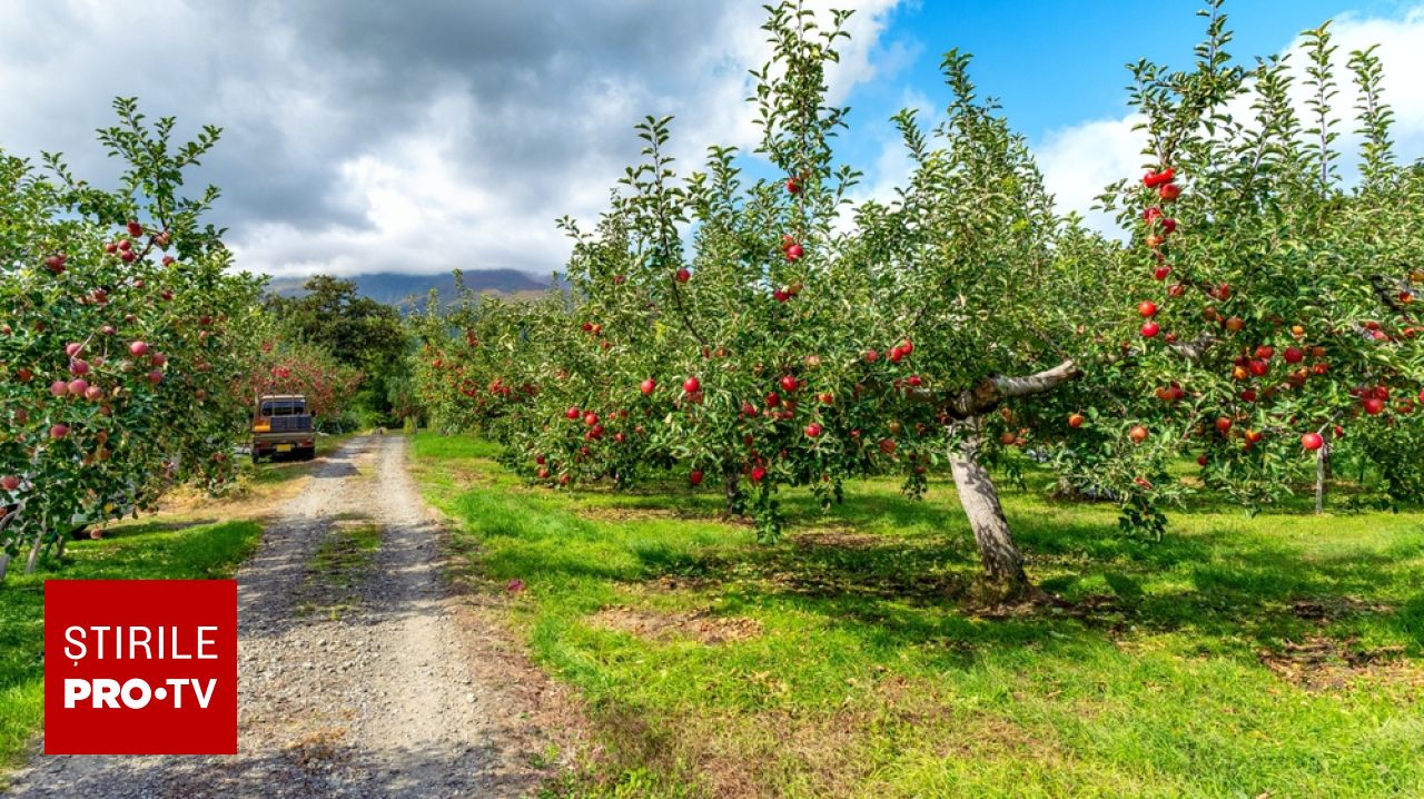 Lipsa succesorilor pune în pericol afaceri profitabile din Spania: unelte agricole de milioane de euro la vânzare