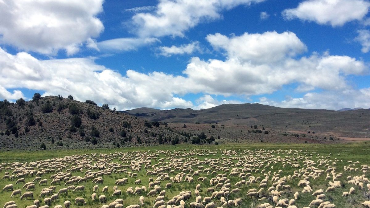 România relansează exporturile de produse animale către Libia prin noi certificate sanitar-veterinare