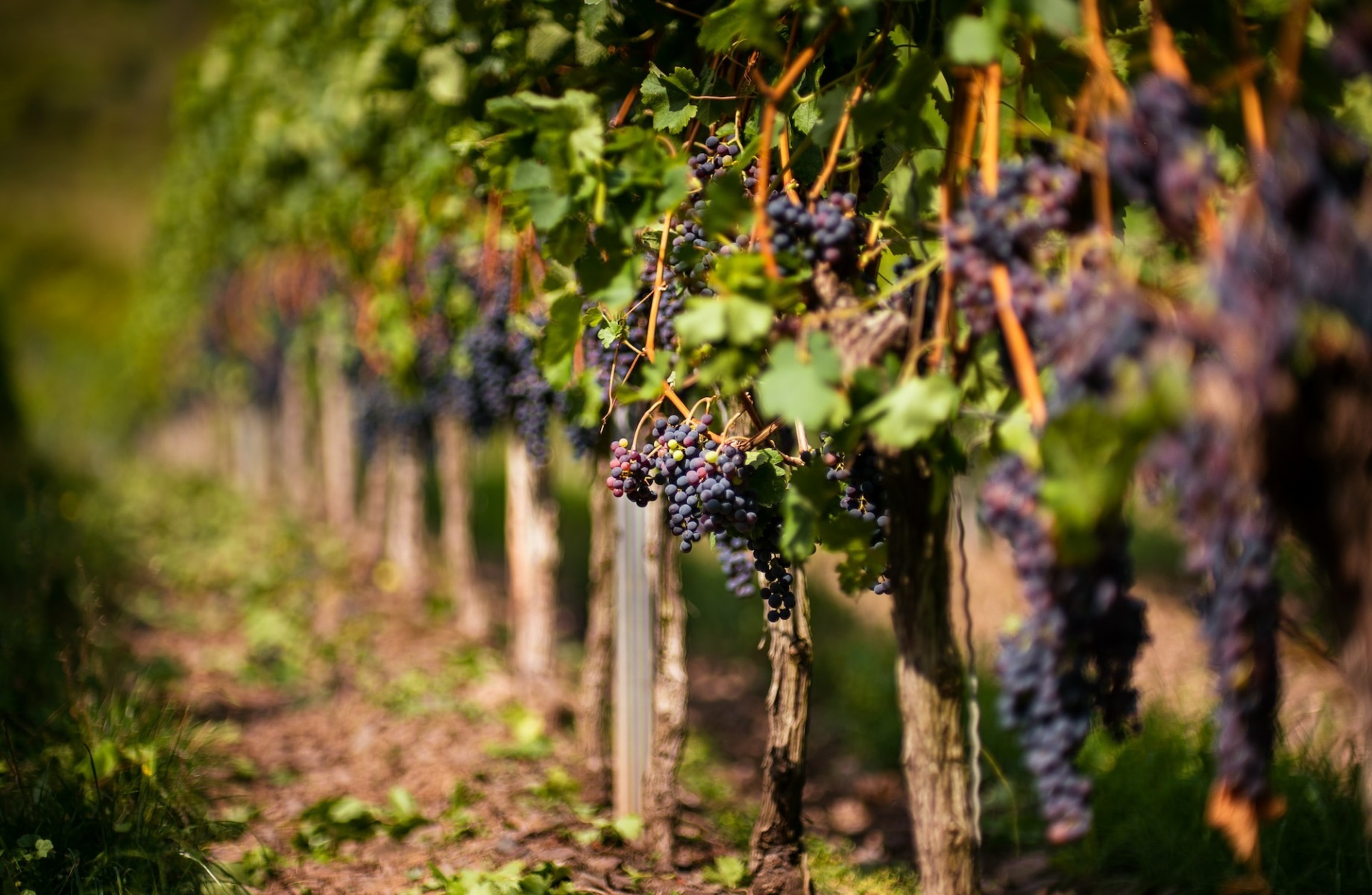 Producția de vin în județul Iași: volum scăzut, dar calitate ridicată pentru exporturi