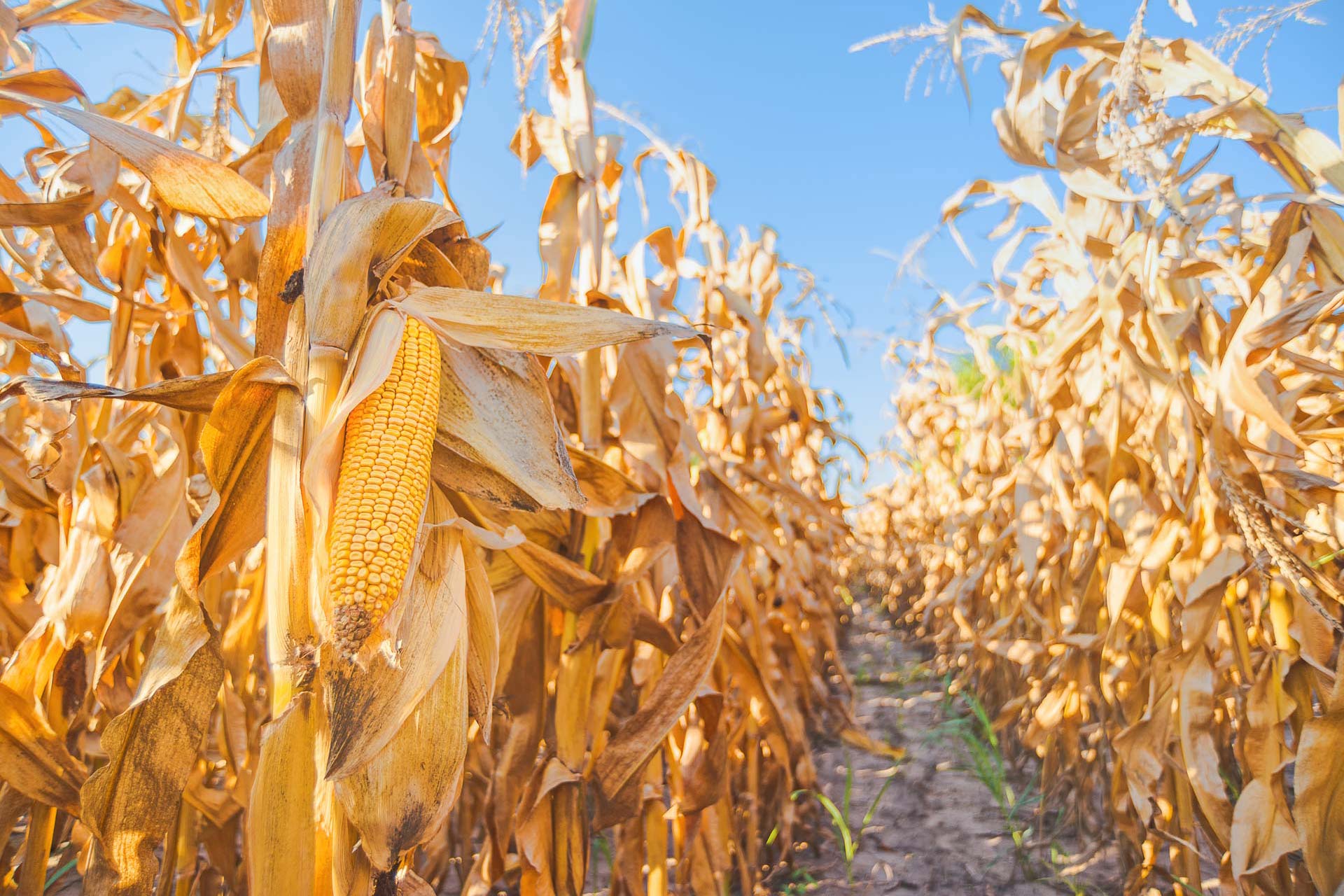 România devansează Franța în producția de porumb: poziția de cel de-al doilea producător european